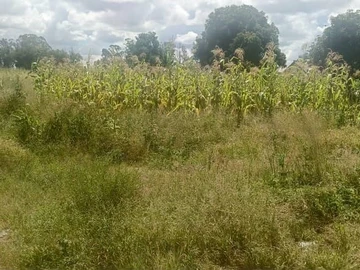 Land